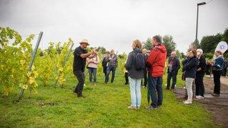 Wijndomein MIRA in Hamme